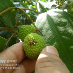 লিচুর ফল ছিদ্রকারী পোকা