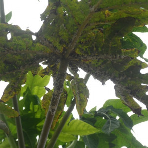 পেপের মিলিবাগ বা ছাতরা পোকা