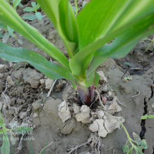 ভুট্টার উড়চুঙ্গা পোকা