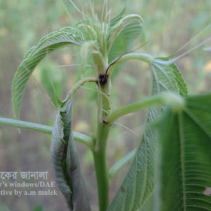 পাটের চেলে পোকা