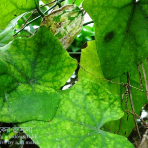 পটলের মোজাইক রোগ