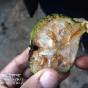 আতা ফলের ফল ছিদ্রকারি পোকা