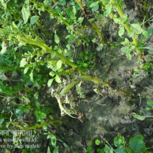 ডাটার ছত্রাকজনিত ঢলেপড়া রোগ