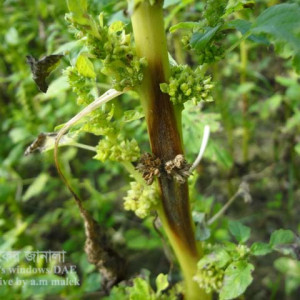 ডাটার ক্ষত (এ্যানথ্রাকনোজ) রোগ