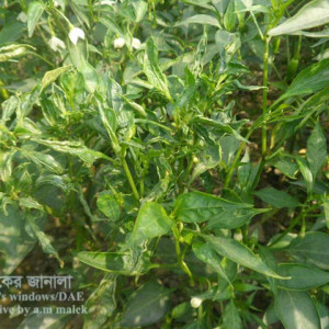 মরিচের মাকড়