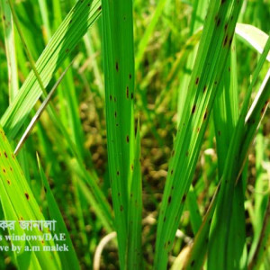 ধানের সরু বাদামী দাগ রোগ