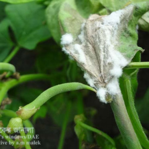 ঝাড়শিমের হোয়াইট মোল্ড রোগ